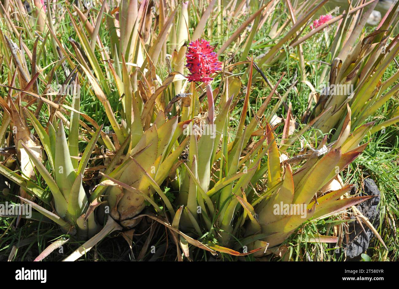 Aechmea sp. ornamental succulent plant. Stock Photo