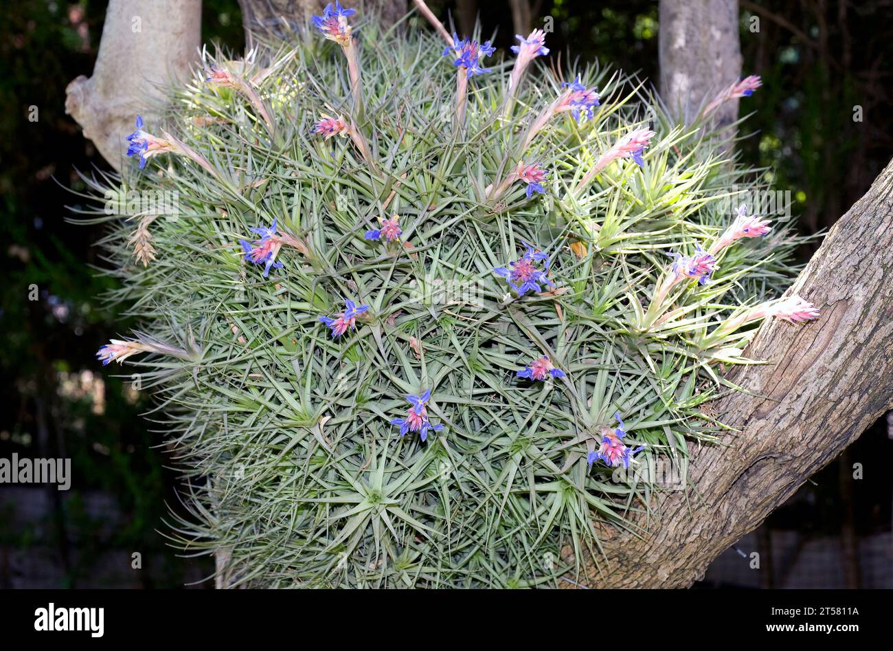 Clavel de aire (Tillandsia aeranthos) is an epiphytic plant native to South America (Brazil, Argentina, Paraguay and Uruguay). Stock Photo