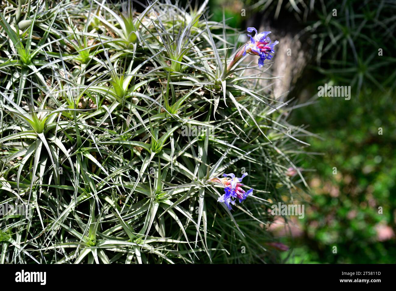 Clavel de aire (Tillandsia aeranthos) is an epiphytic plant native to South America (Brazil, Argentina, Paraguay and Uruguay). Stock Photo