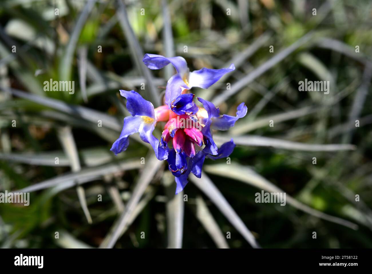 Clavel de aire (Tillandsia aeranthos) is an epiphytic plant native to South America (Brazil, Argentina, Paraguay and Uruguay), Flowers detail. Stock Photo