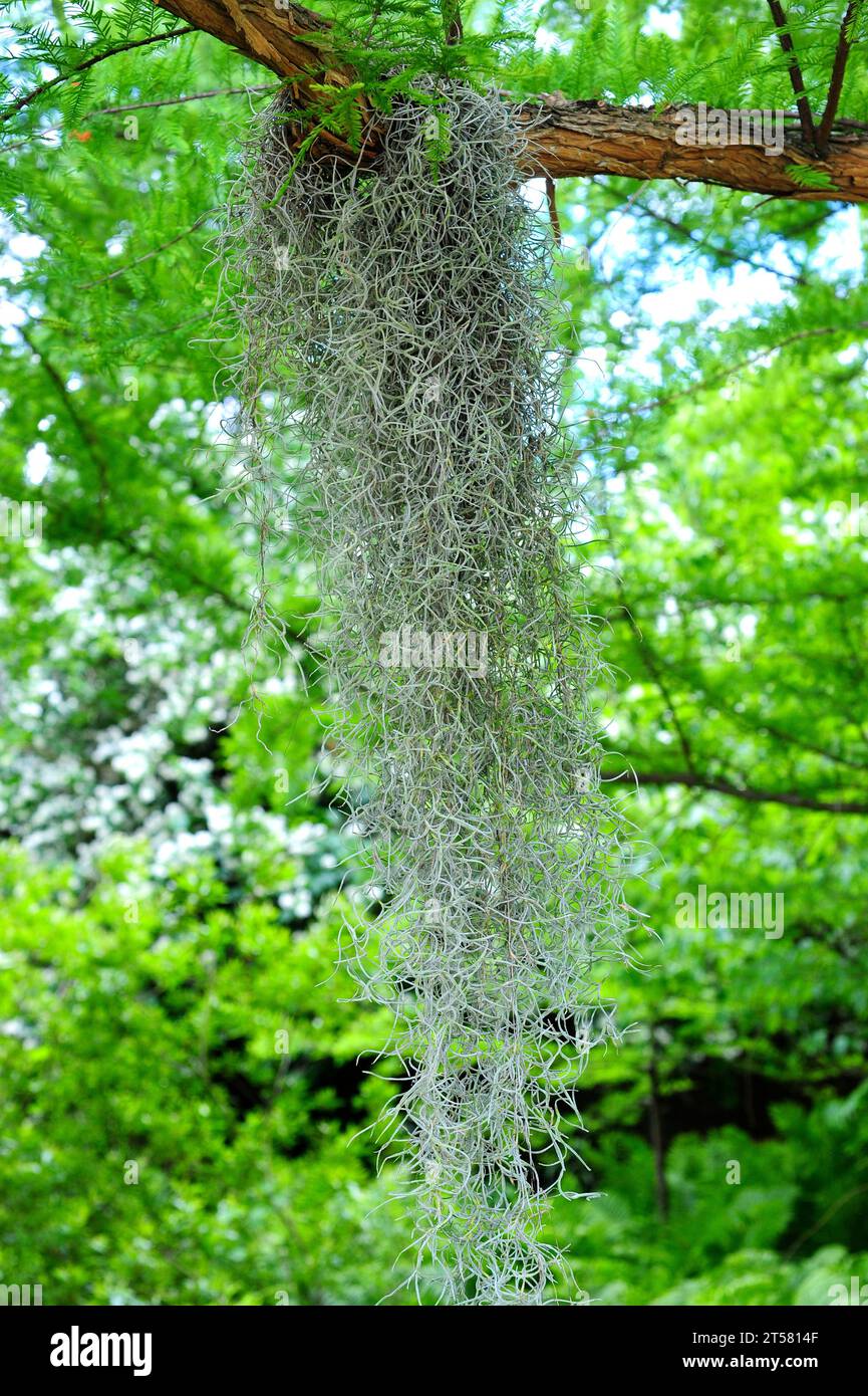 Spanish moss (Tillandsia usneoides) is an epiphytic plant native to tropical Americas. Stock Photo