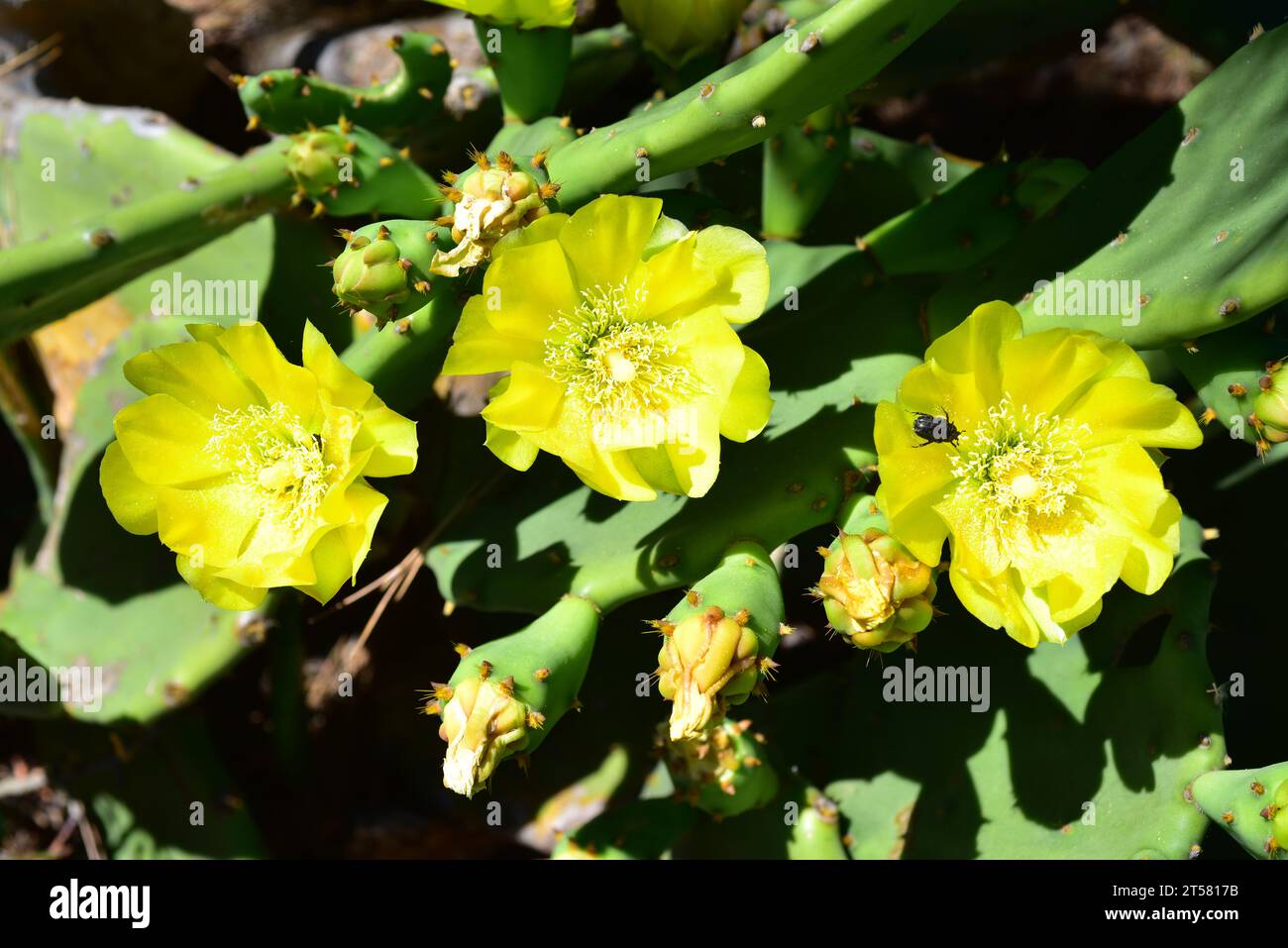 Tuna india (Opuntia dillenii) is a cactus native to Mexico, Central America and Caribe and naturalized in temperate regions of Europe. This photo was Stock Photo