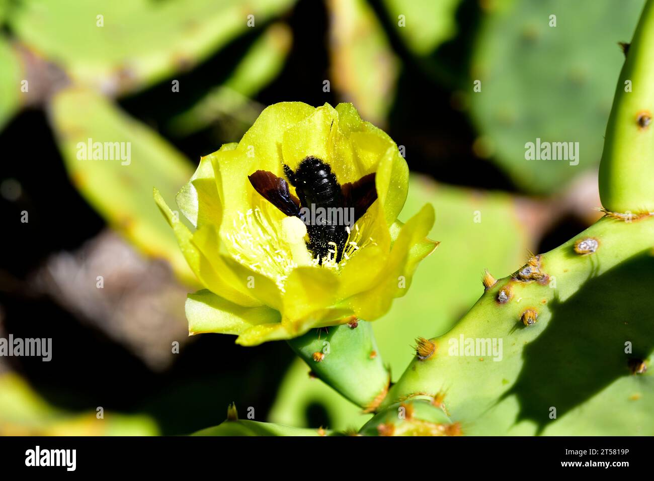 Tuna india (Opuntia dillenii) is a cactus native to Mexico, Central America and Caribe and naturalized in temperate regions of Europe. Flower detail w Stock Photo