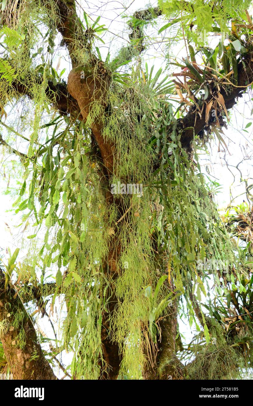 Mistletoe (Rhipsalis baccifera) and Schlumbergera sp. two species of epiphytic hanging cactus. This photo was taken in Paraty, Brazil. Stock Photo
