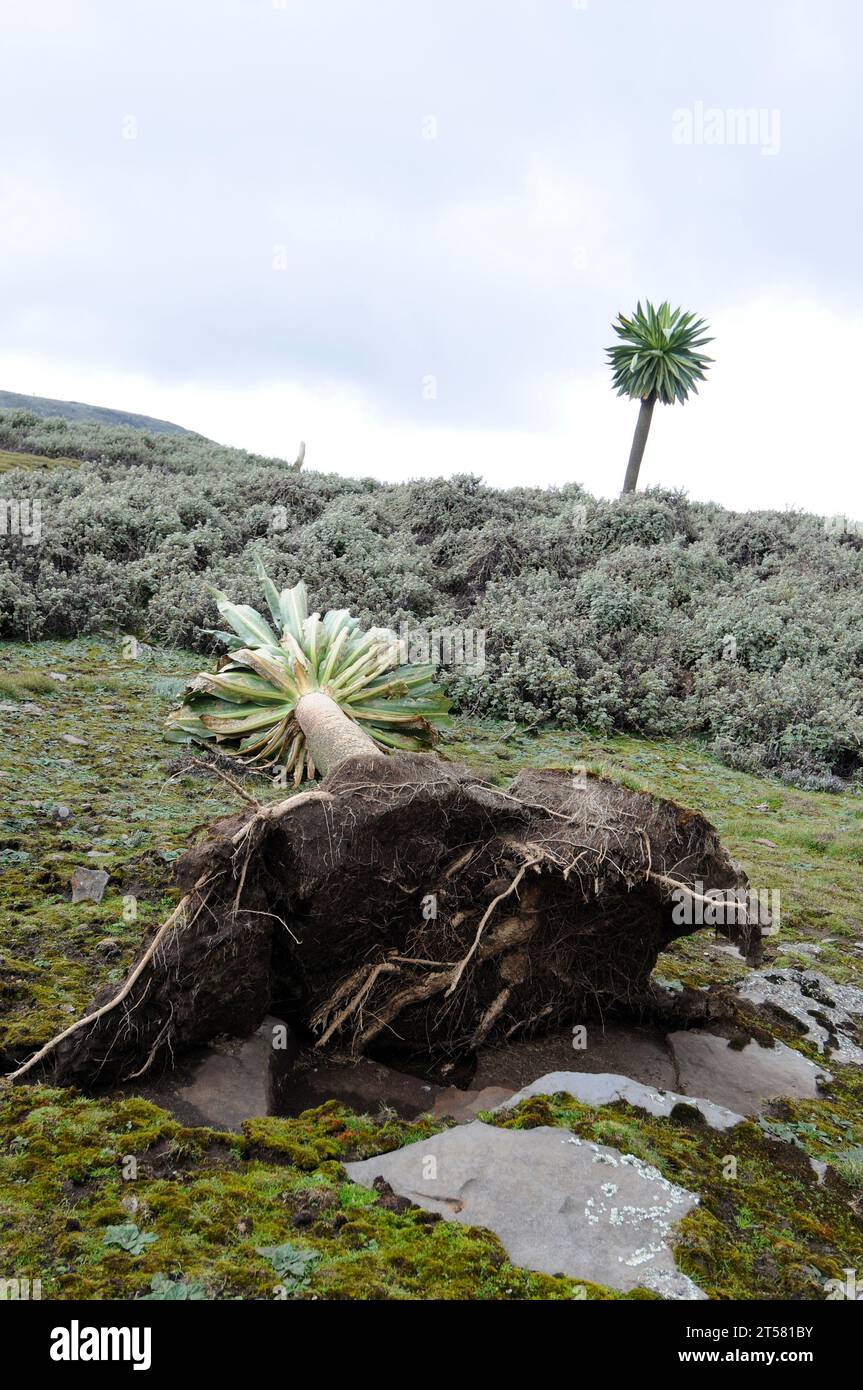 Giant lobelia (Lobelia rhynchopetalum) fallen by the wind. This photo was taken in Bale Mountains National Park, Ethiopia. Stock Photo