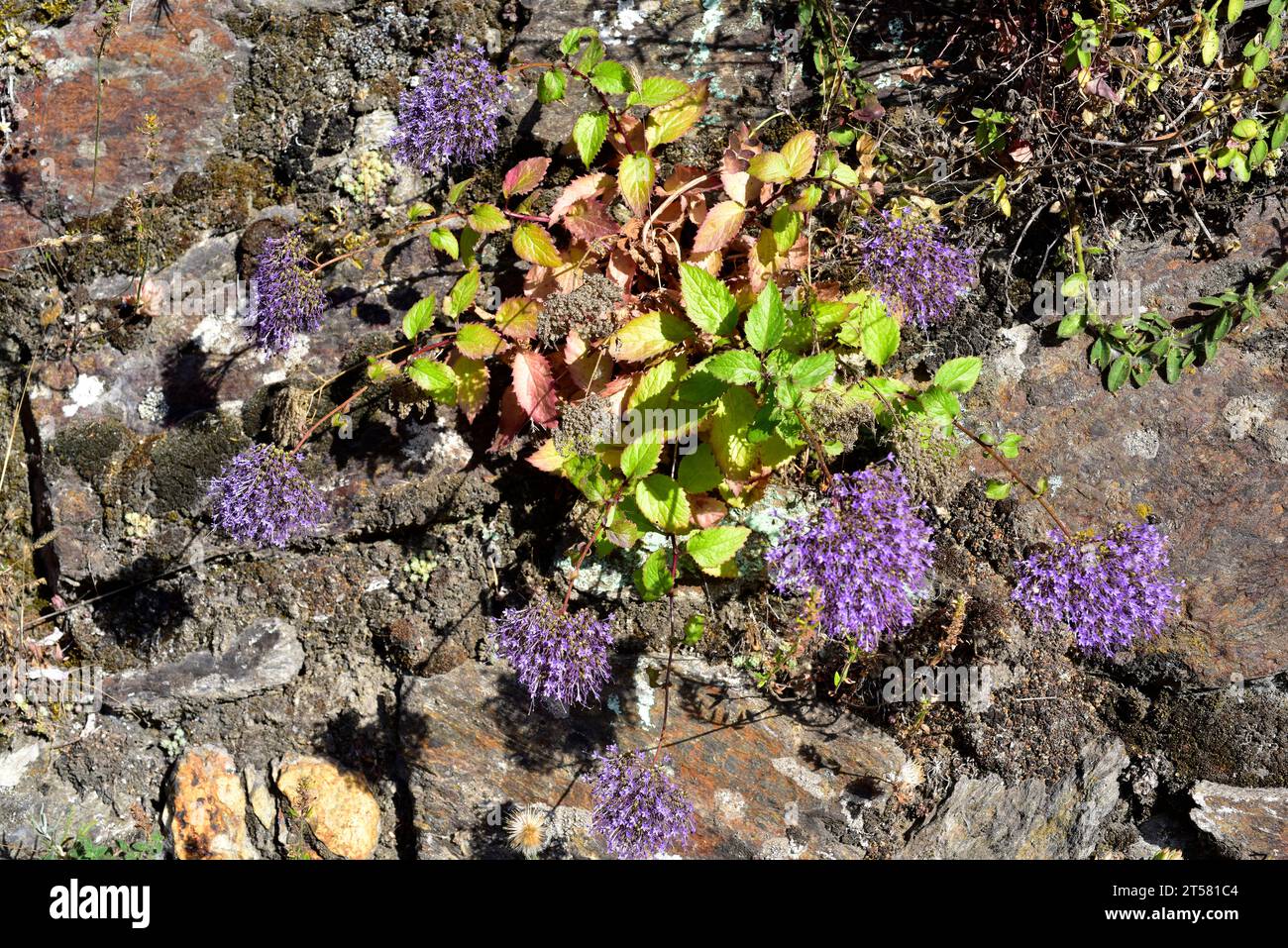 Blue throatwort (Trachelium caeruleum) is a perennial herb native to western Mediterranean region. This photo was taken in Las Alpujarras, Granada, An Stock Photo