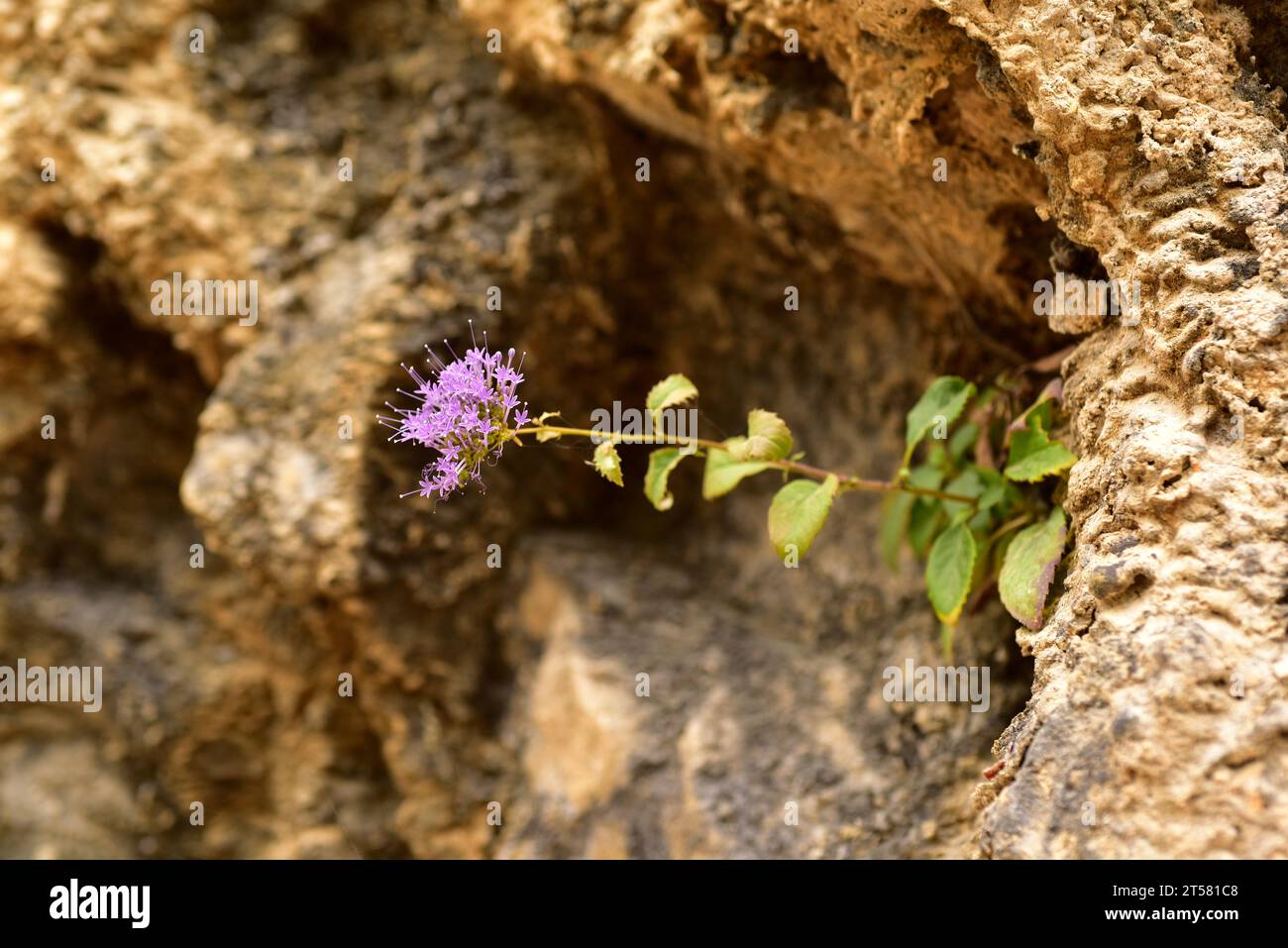 Blue throatwort (Trachelium caeruleum) is a perennial herb native to western Mediterranean region. This photo was taken in Sierra de Cazorla Natural P Stock Photo