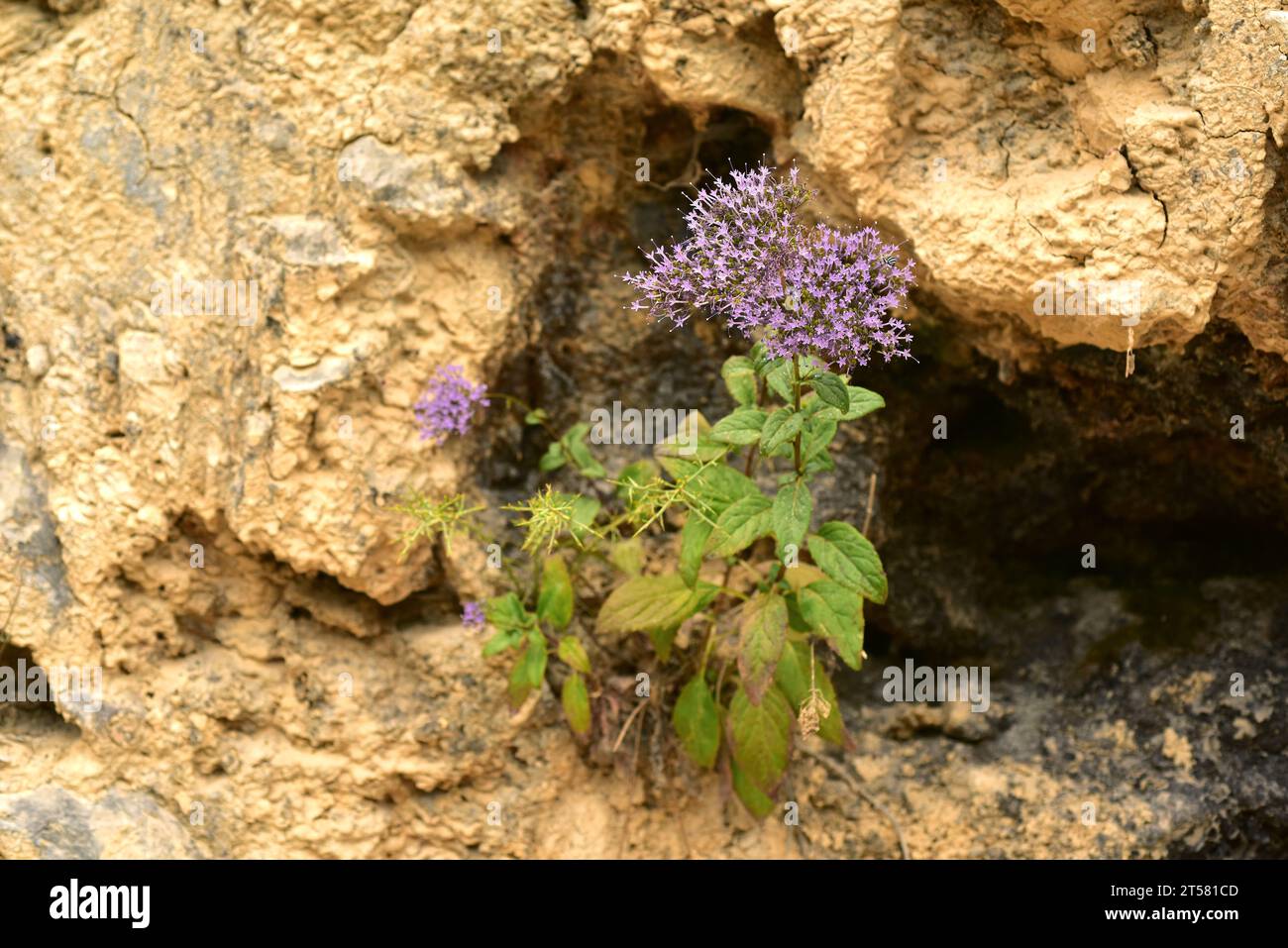 Blue throatwort (Trachelium caeruleum) is a perennial herb native to western Mediterranean region. This photo was taken in Sierra de Cazorla Natural P Stock Photo