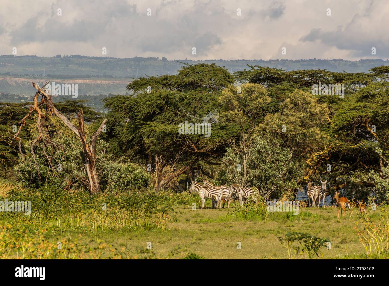 Burchell's zebras (Equus quagga burchellii) at Crescent Island Game Sanctuary on Naivasha lake, Kenya Stock Photo