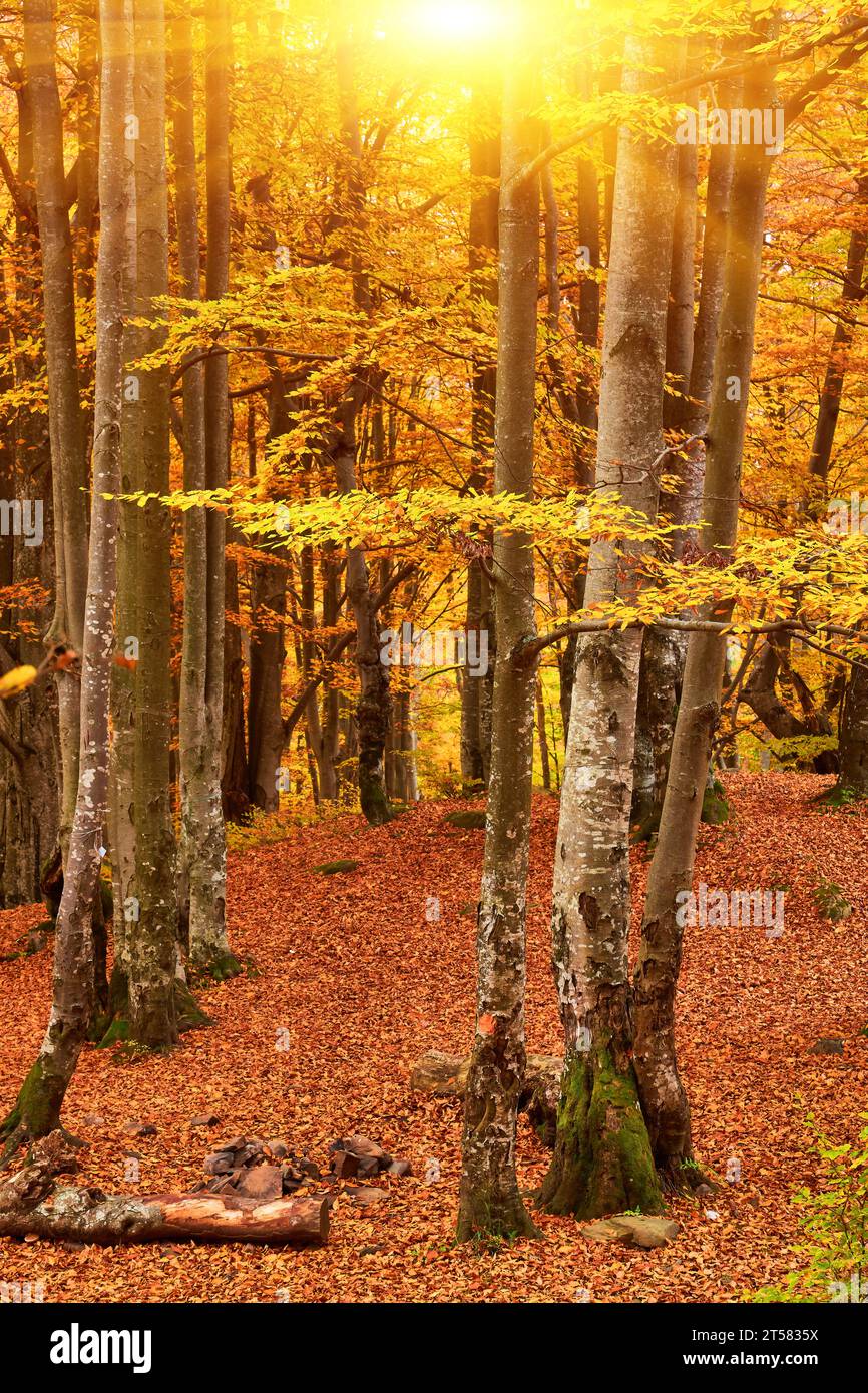 Immerse yourself in the enchantment of autumn as you step into a 