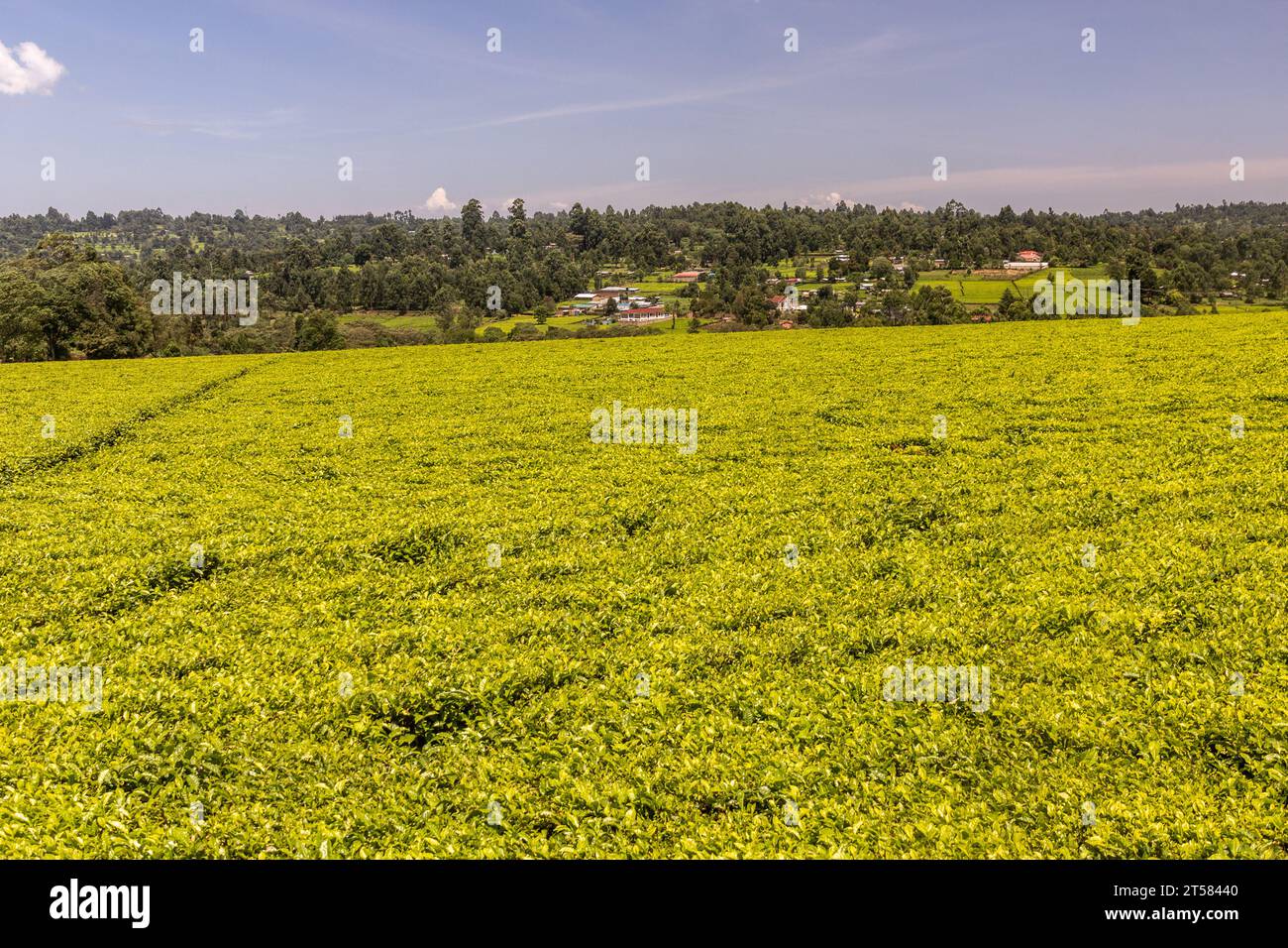 Tea plantations near Kericho, Kenya Stock Photo