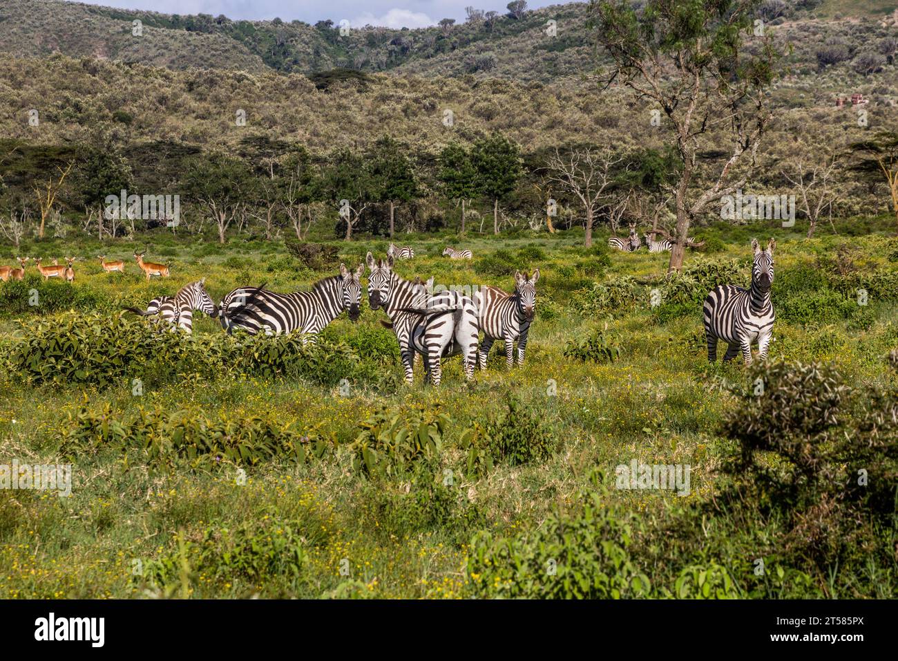 Zebras in the Hell's Gate National Park, Kenya Stock Photo