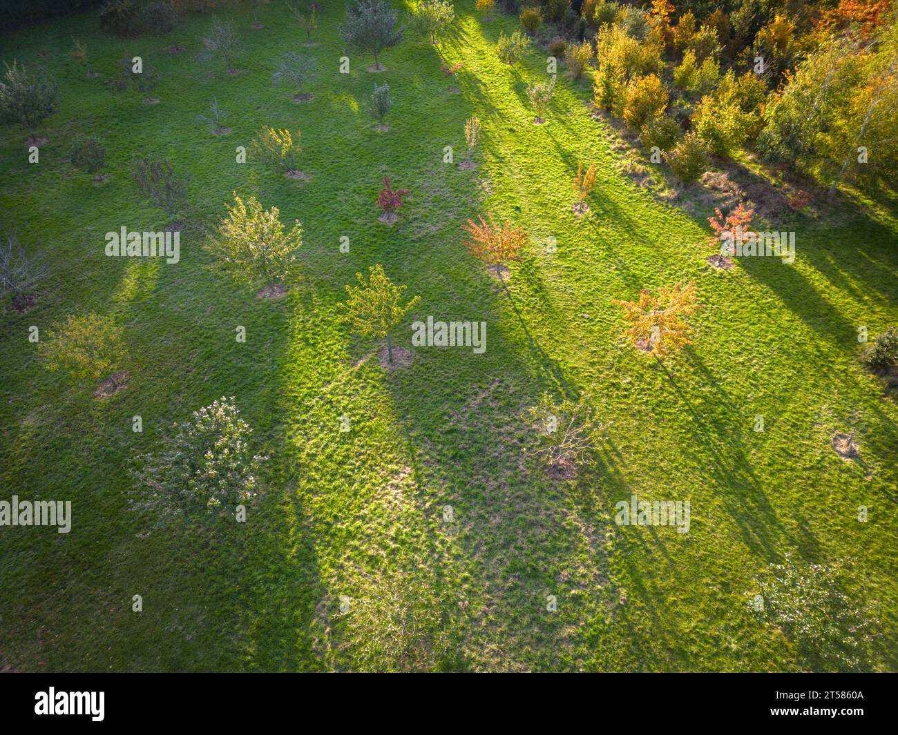 Willingham Cambridgeshire, UK. 3rd Nov, 2023. Trees turn a spectacular autumn colour in the Willingham Community Orchard in late afternoon sunshine as the weather brightens up. The orchard was planted 10 years ago as a community resource and is half planted with native British trees and half with fruit. Credit: Julian Eales/Alamy Live News Stock Photo