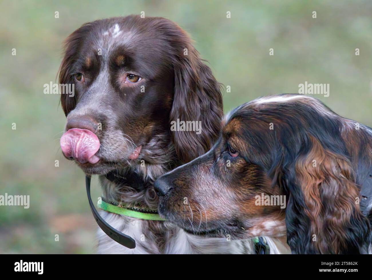 Funny photo of young roan colored coloured Springer Spaniel licking ...