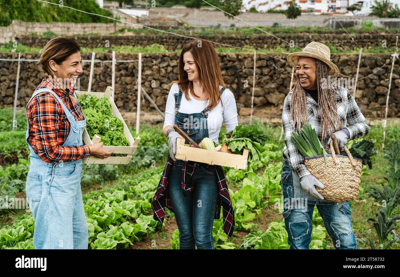 Happy multiracial females farmers working in agricultural land - Farm people lifestyle concept Stock Photo