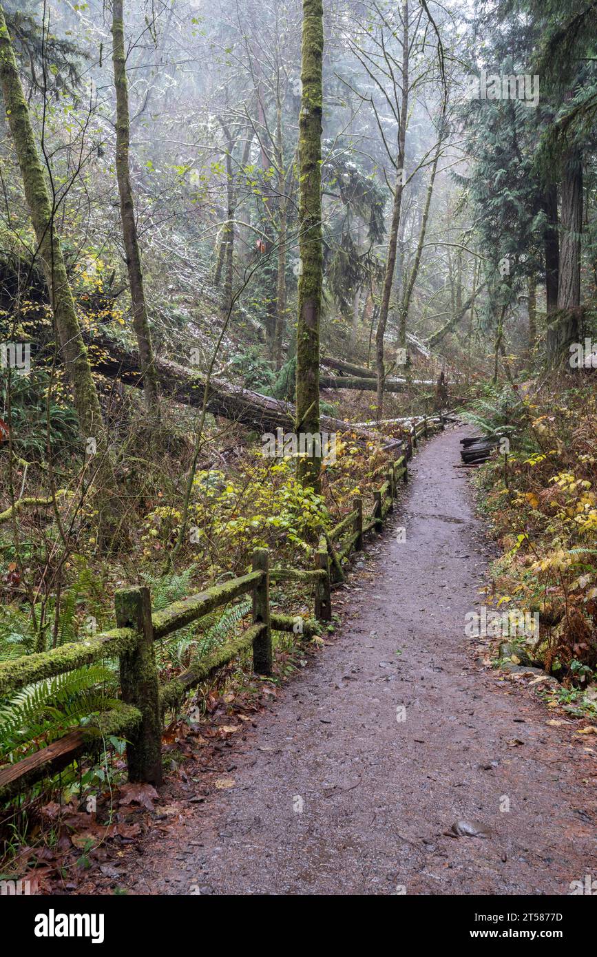 Lower Macleay Trail in Portland Oregon's Forest Park. Stock Photo