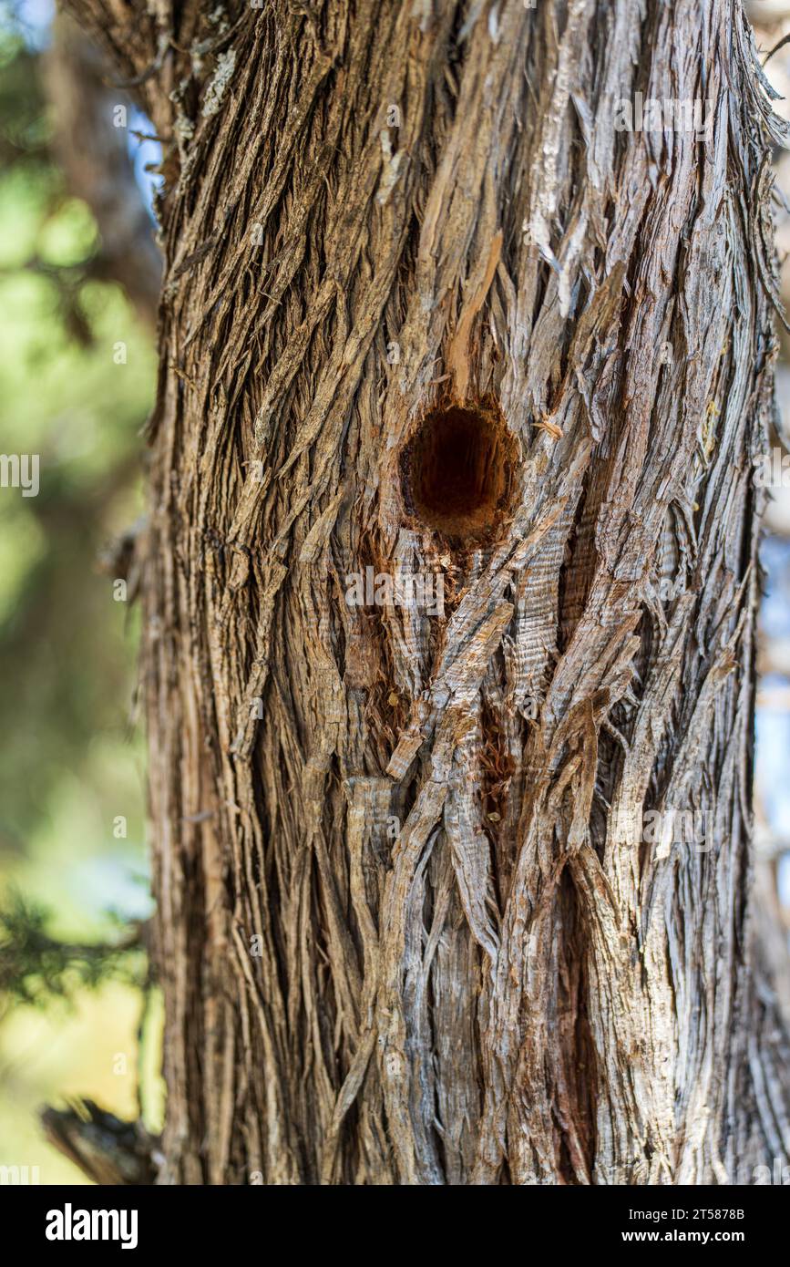 Close-up of a Textured Juniperus Thurifera Trunk with a Woodpecker Hole Stock Photo