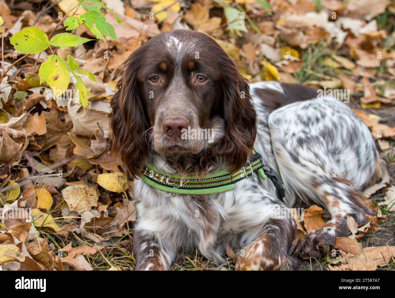 English springer spaniel spaniel hi-res stock photography and images ...