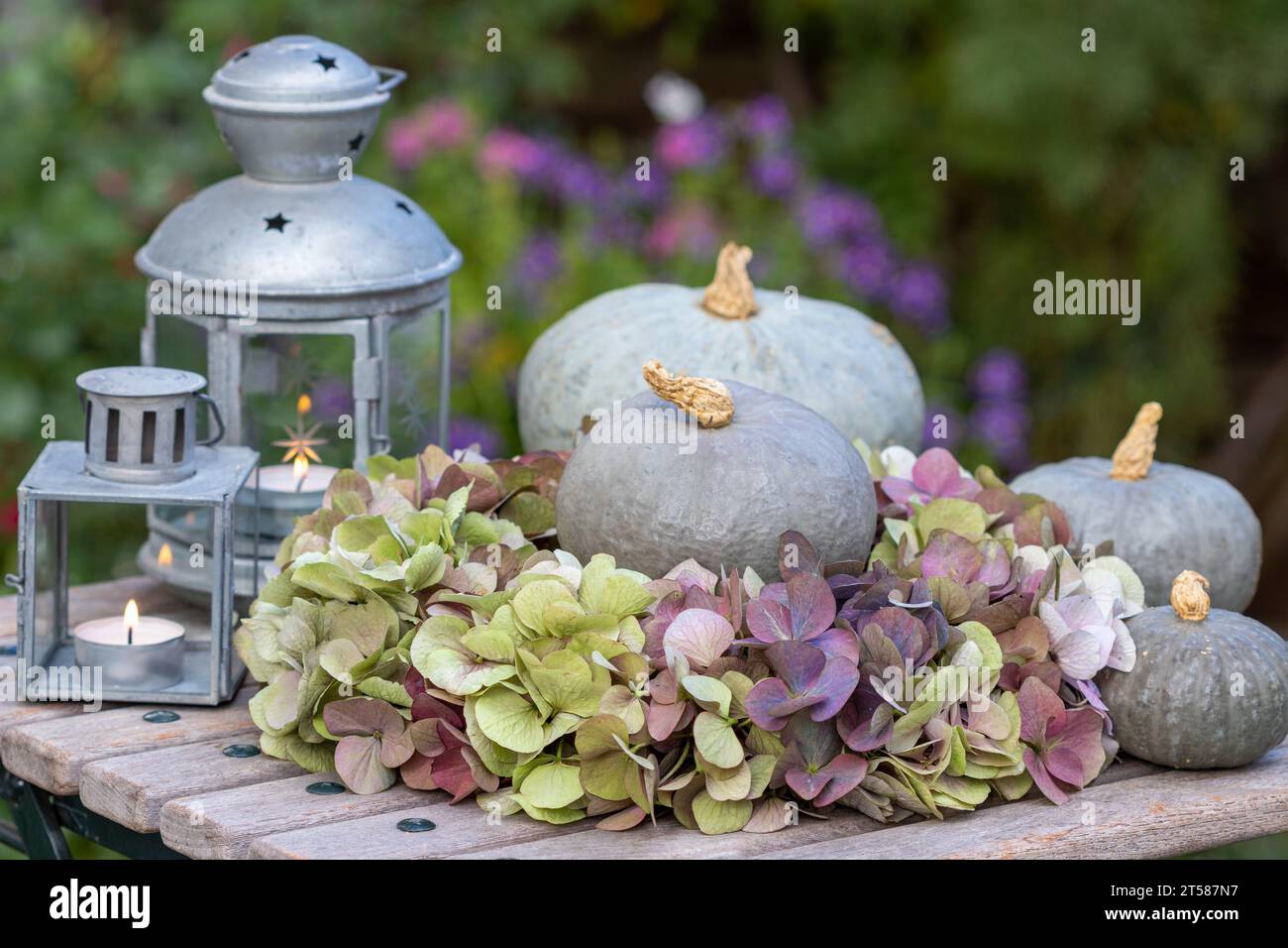 autumn arrangement with wreath of hydrangea flowers, pumpkins and vintage lanterns Stock Photo