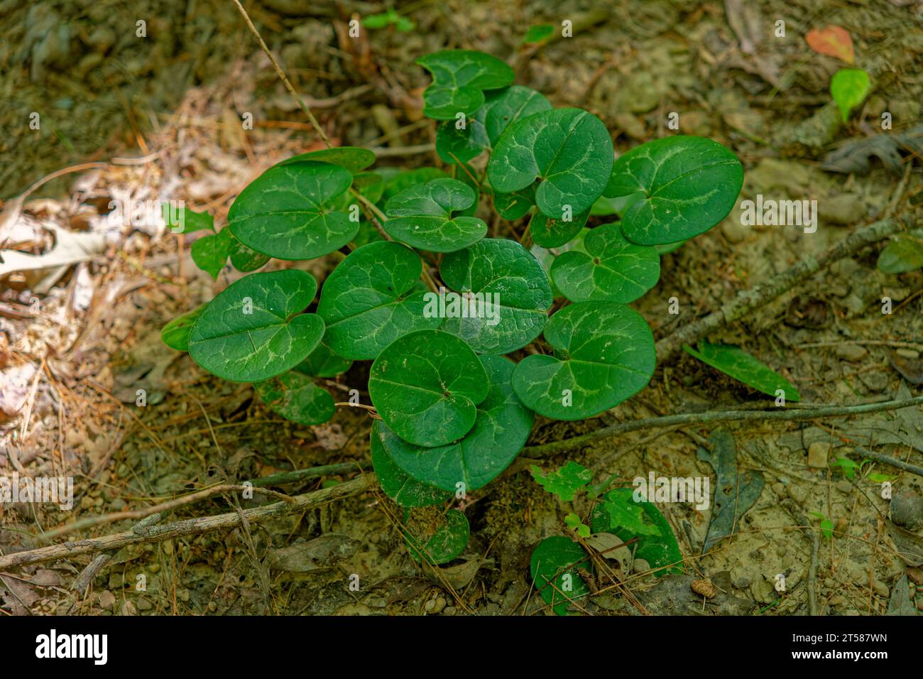 Dwarfflower heartleaf hexastylis know as one of many species of wild ginger a cluster of leaves growing on the ground in the forest in Tennessee in ea Stock Photo