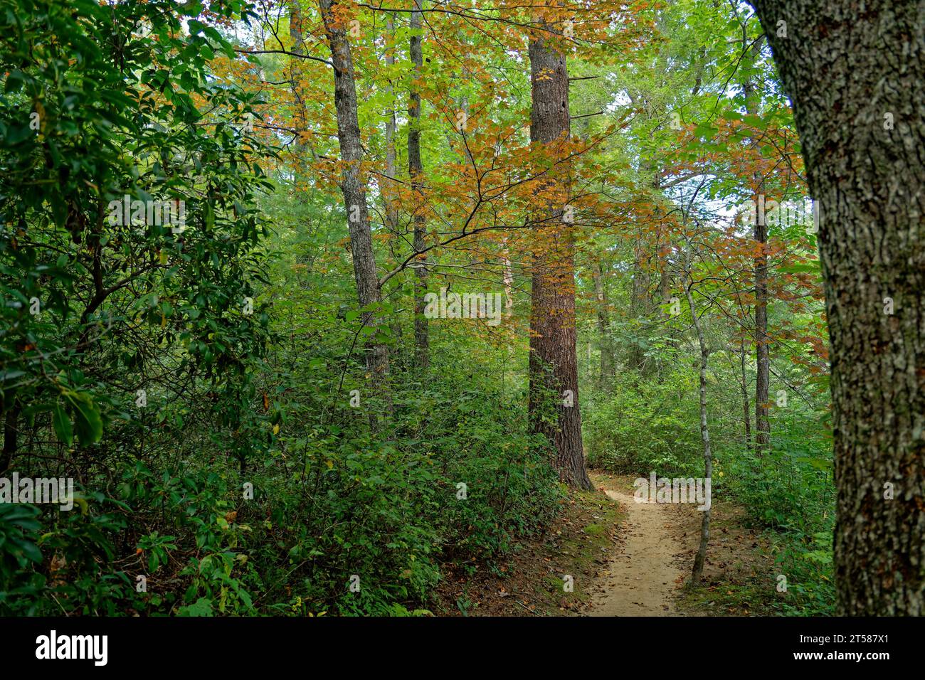 A trail in the forest with the trees starting to change colors in late September in early autumn in Tennessee Stock Photo
