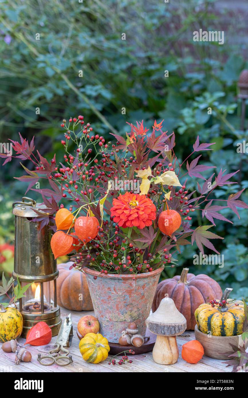 autumn arrangement with bouquet of orange zinnia, physalis, rose hips and maple leaves, pumpkins and lantern Stock Photo