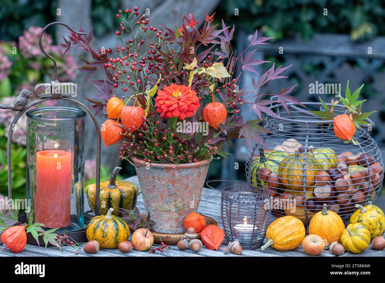 autumn arrangement with bouquet of orange zinnia, physalis, rose hips and maple leaves, pumpkins and lantern Stock Photo