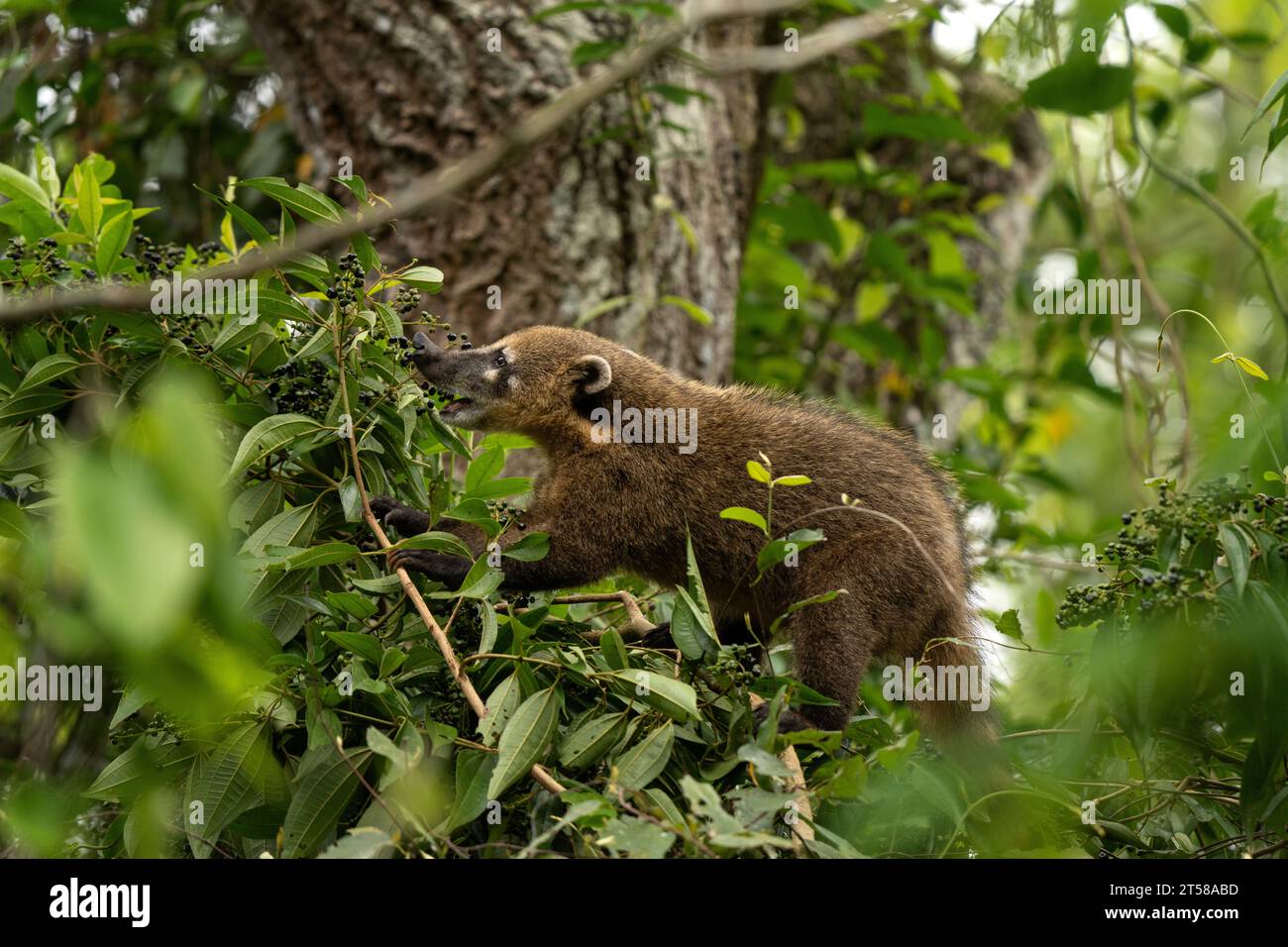 South American coati in Iguazú National Park. Coati is feeding in the