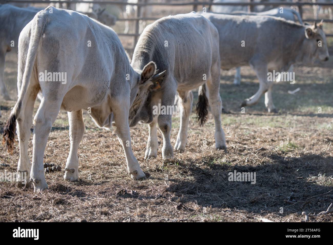 young Maremma bulls confronting in paddock on dusty soil, shot in bright  early fall light near Marina di Alberese, Tuscany, Italy Stock Photo