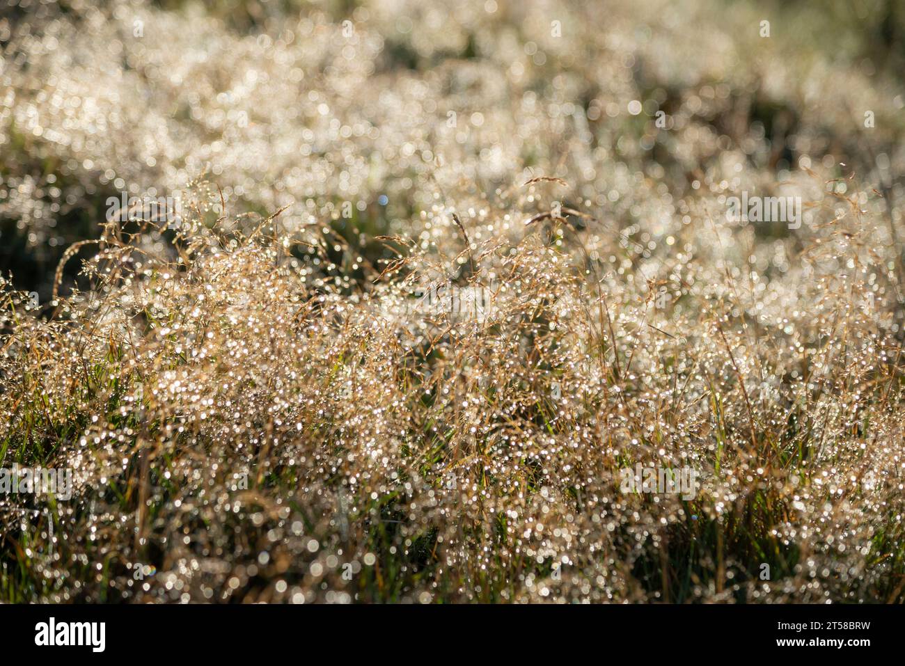 Fine moorland grasses sparkling with morning dew on a sunny autumn day. Stock Photo