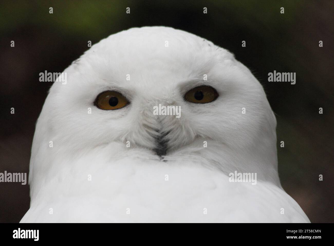 a portrait shot of a snowy owl, (Nyctea scandiaca) Stock Photo