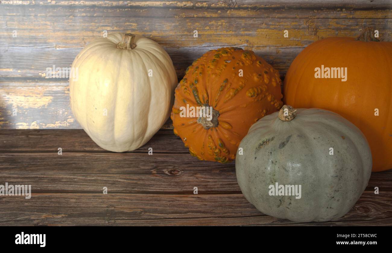 selection  of  different  pumpkins  ghost  pumpkin  oran d  gnarly Stock Photo