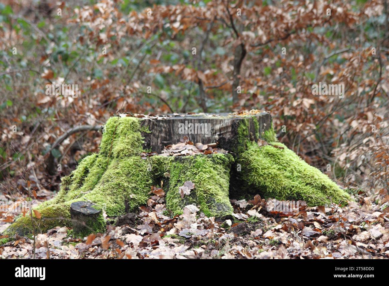 A weathered tree stump with moss, in an autumn forest Stock Photo