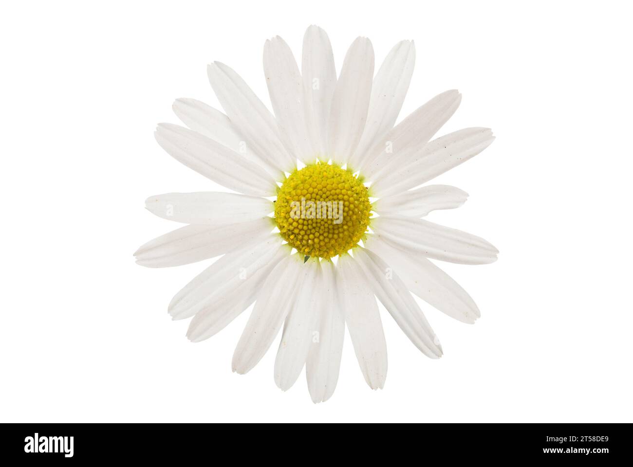 Oxeye daisy (chamomile) flower isolated on white Stock Photo Alamy