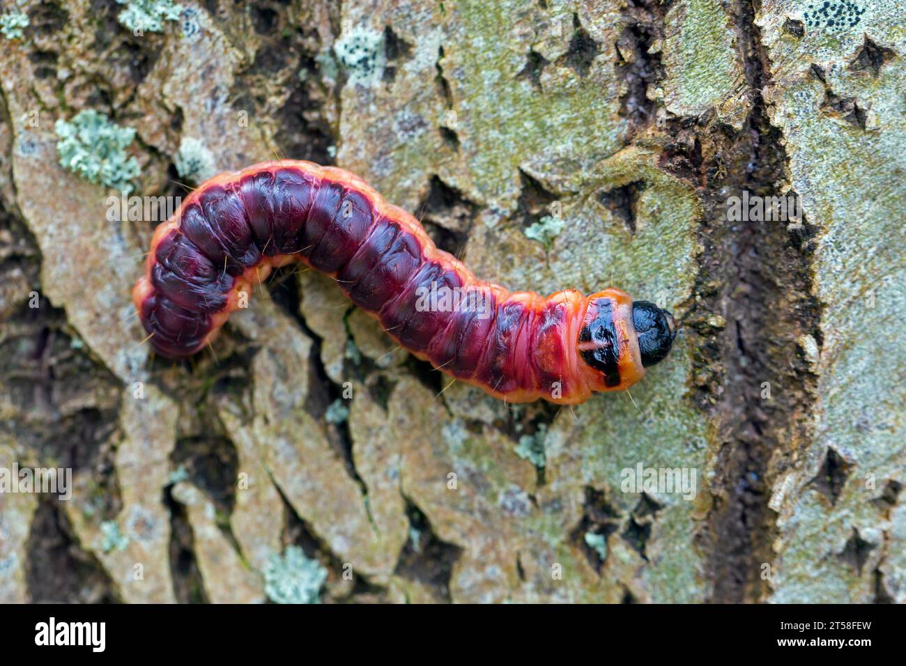 Goat moth (Cossus cossus / Phalaena cossus) caterpillar on tree bark, native to Northern Africa, Asia and Europe Stock Photo