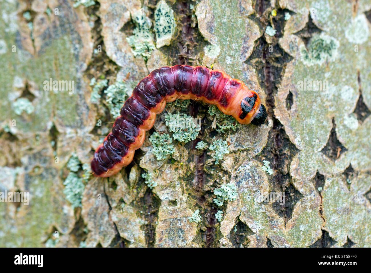 Goat moth (Cossus cossus / Phalaena cossus) caterpillar on tree bark, native to Northern Africa, Asia and Europe Stock Photo