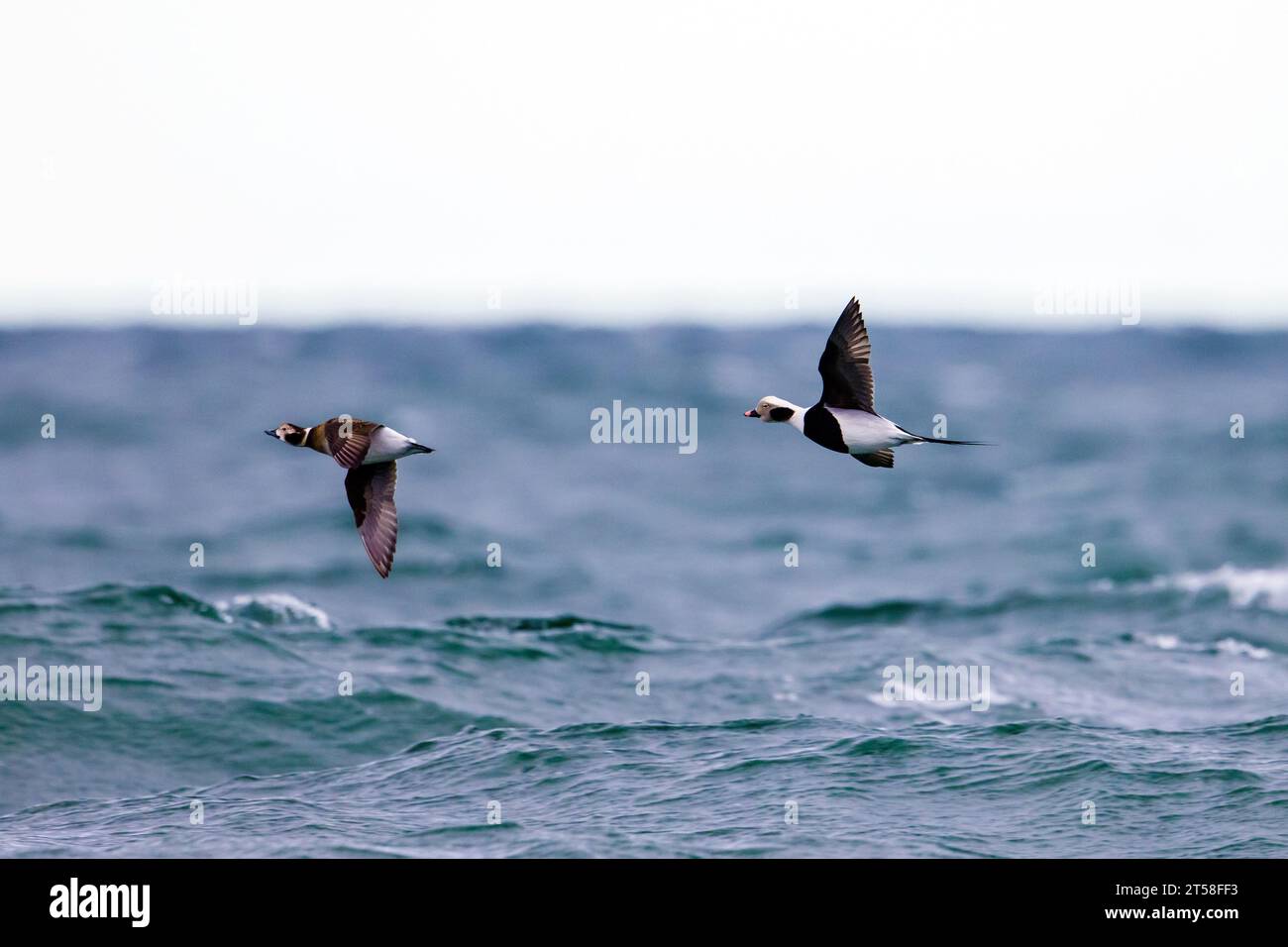 Long-tailed duck pair (Clangula hyemalis / Anas hyemalis), male and female in non-beeding plumage flying over sea water in winter Stock Photo