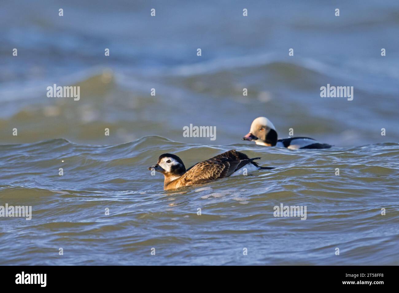 Long-tailed duck pair (Clangula hyemalis / Anas hyemalis), male and female in non-beeding plumage swimming in sea in winter Stock Photo