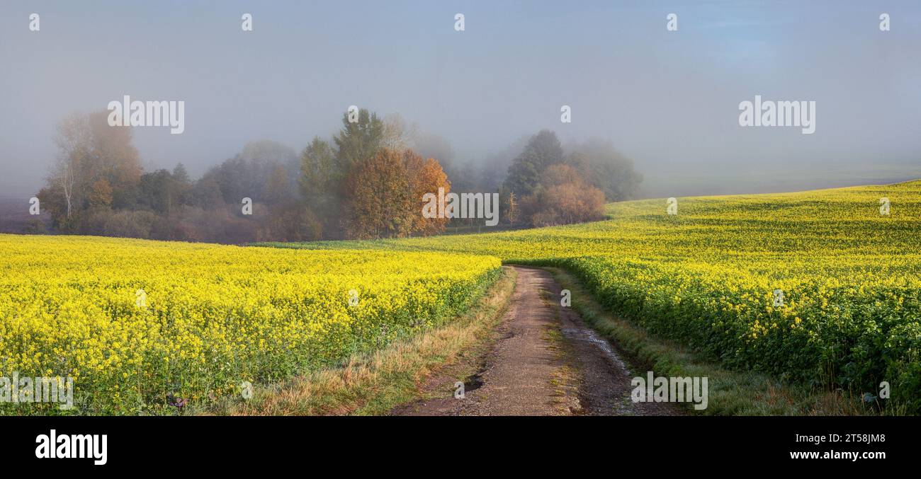 Autumn landscape. Between the fields of yellow-flowering winter rapeseed, the path leads to the mist-shrouded island. Stock Photo