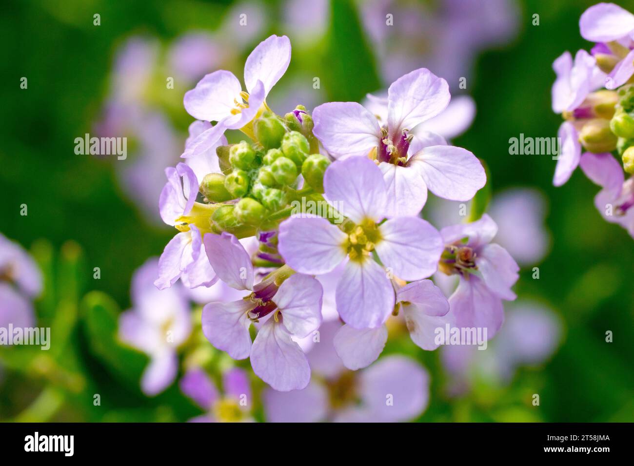 Sea Rocket (cakile maritima), close up of a head of pink flowers with buds of the common plant of the seashore. Stock Photo