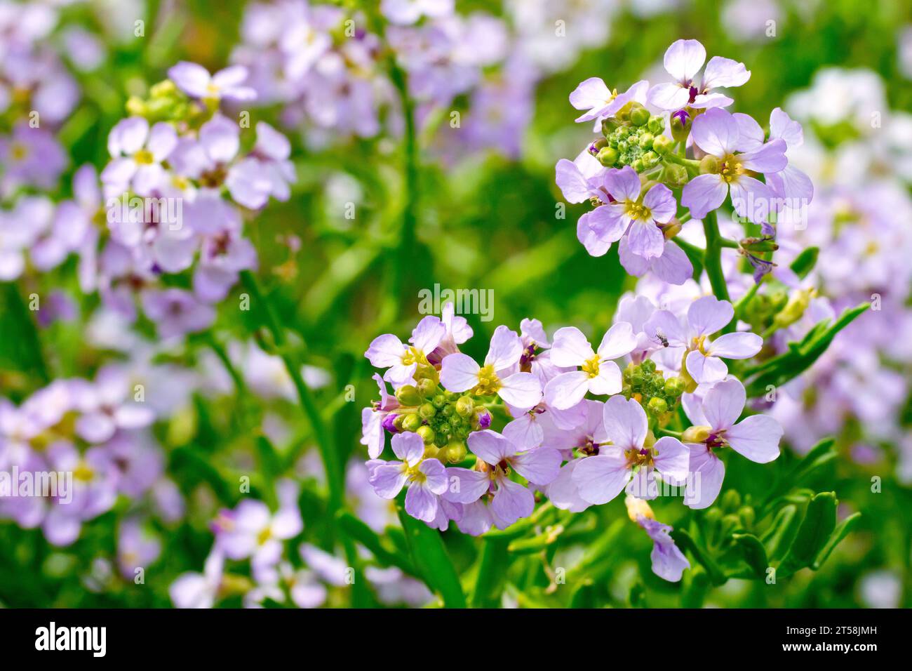 Sea Rocket (cakile maritima), close up of several heads of pink flowers with buds of the common plant of the seashore. Stock Photo