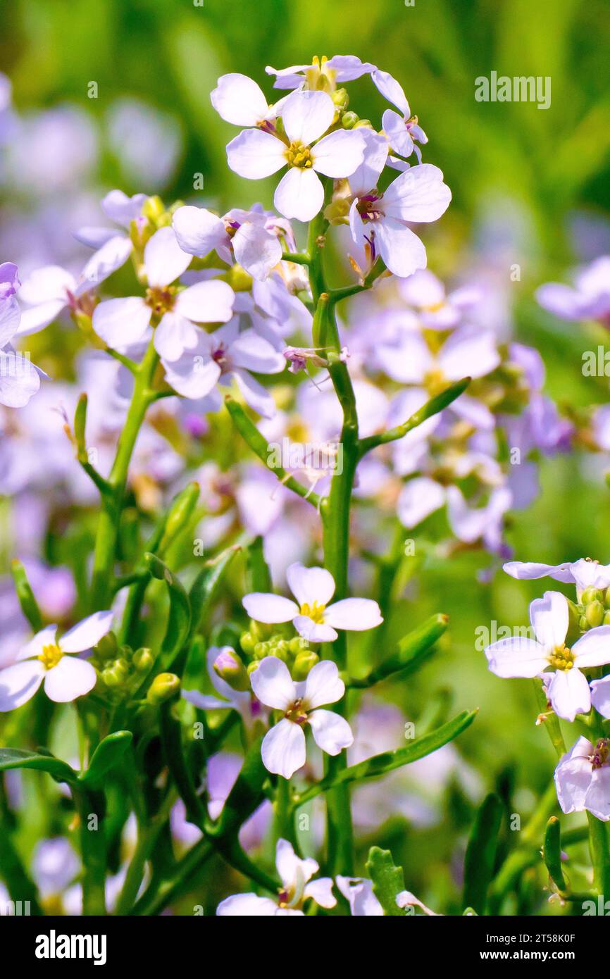 Sea Rocket (cakile maritima), close up of a stem of the common seashore plant showing the pink flowers and developing seedpods. Stock Photo