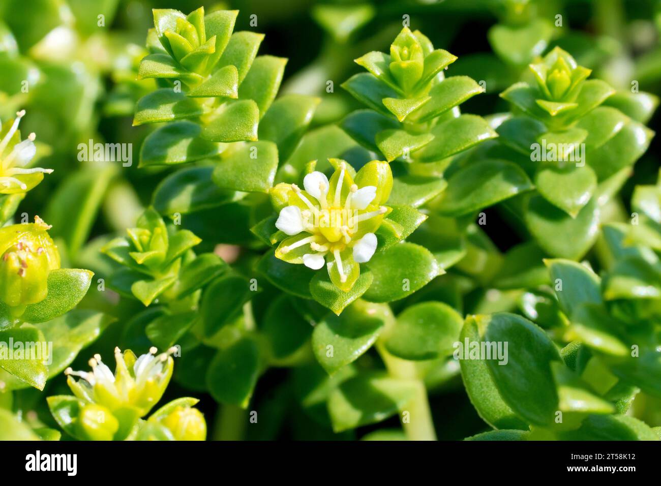 Sea Sandwort (honckenya peploides), close up showing the small white flower, stems and tightly packed leaves of this low-growing seaside succulent. Stock Photo