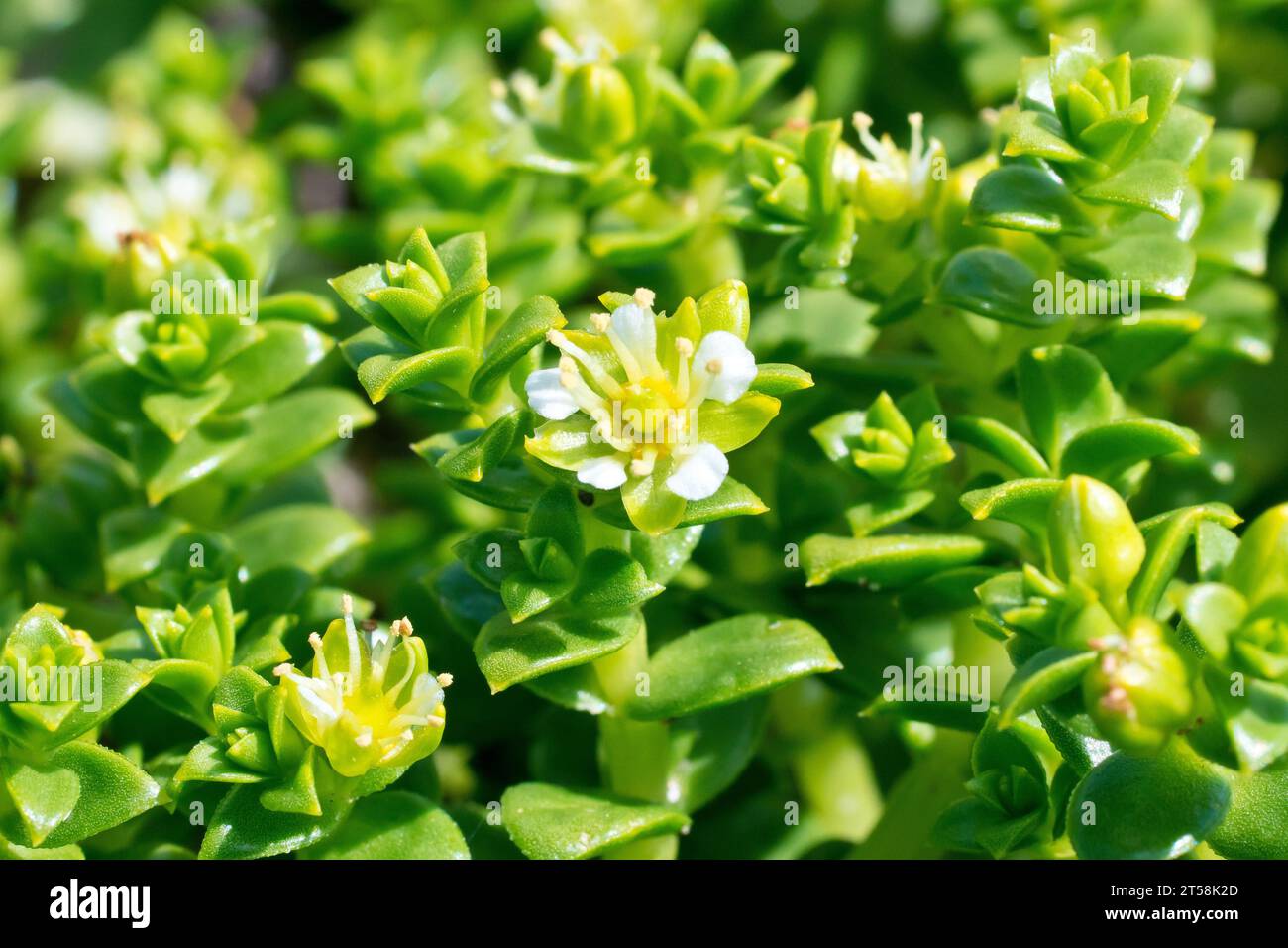 Sea Sandwort (honckenya peploides), close up showing the small white flower, stems and tightly packed leaves of this low-growing seaside succulent. Stock Photo