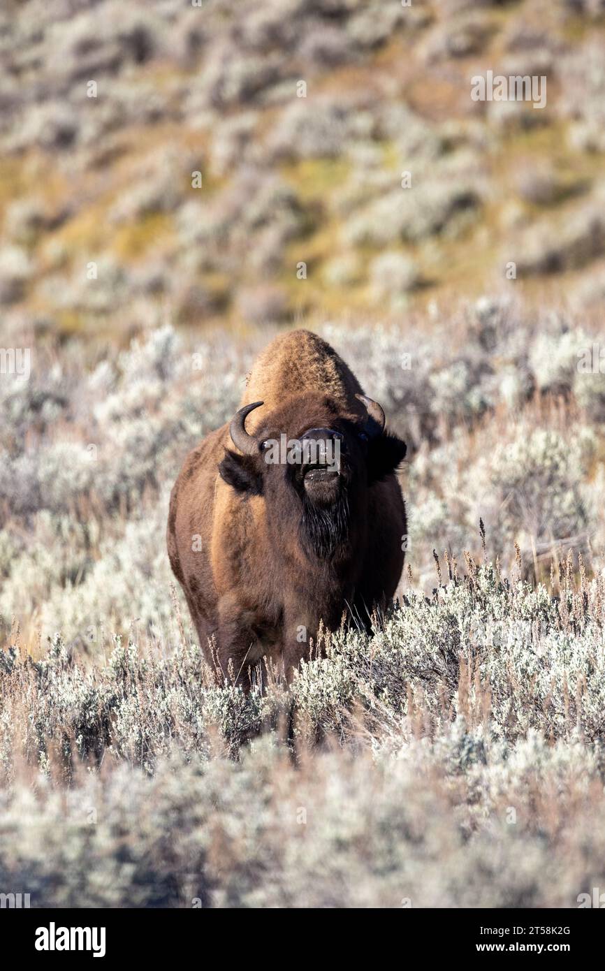 Bison bellowing in Lamar Valley in Yellowstone National Park Stock Photo