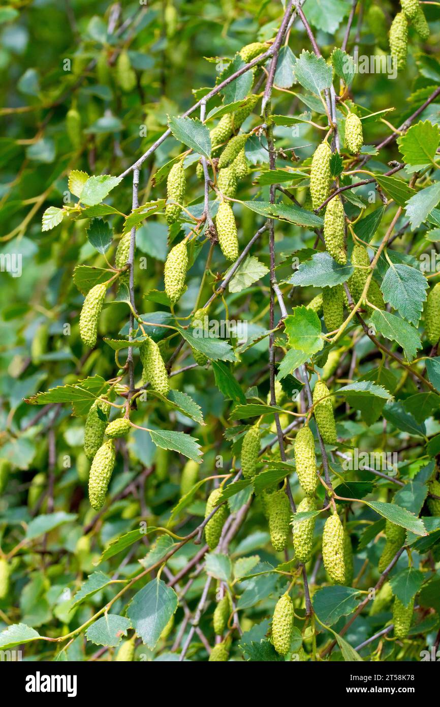 Silver Birch (betula pendula), close up of a distinctively drooping branch of the common tree showing the developing seedpods or catkins. Stock Photo
