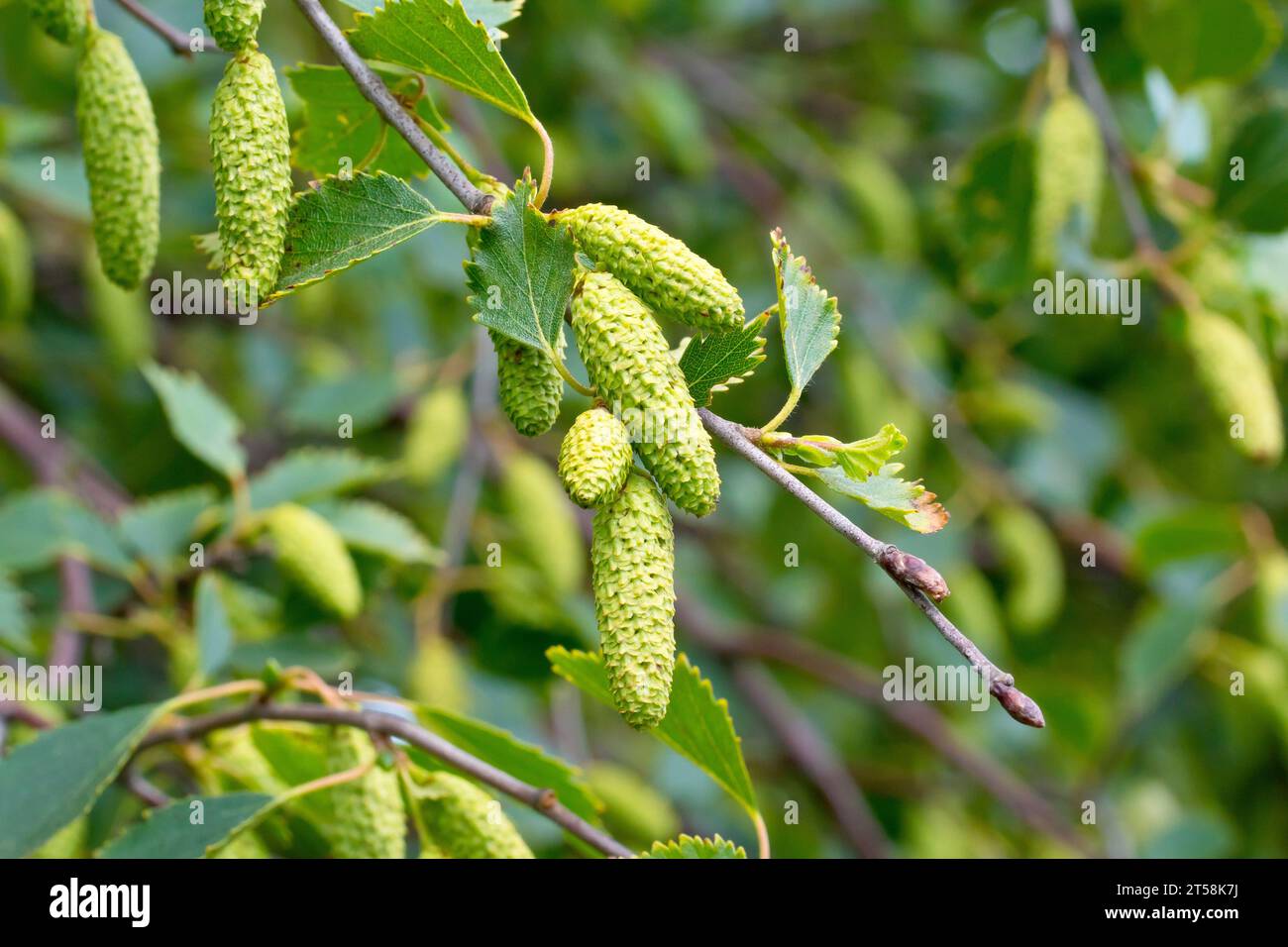 Silver Birch (betula pendula), close up of a branch of the common tree showing the developing seedpods or catkins. Stock Photo