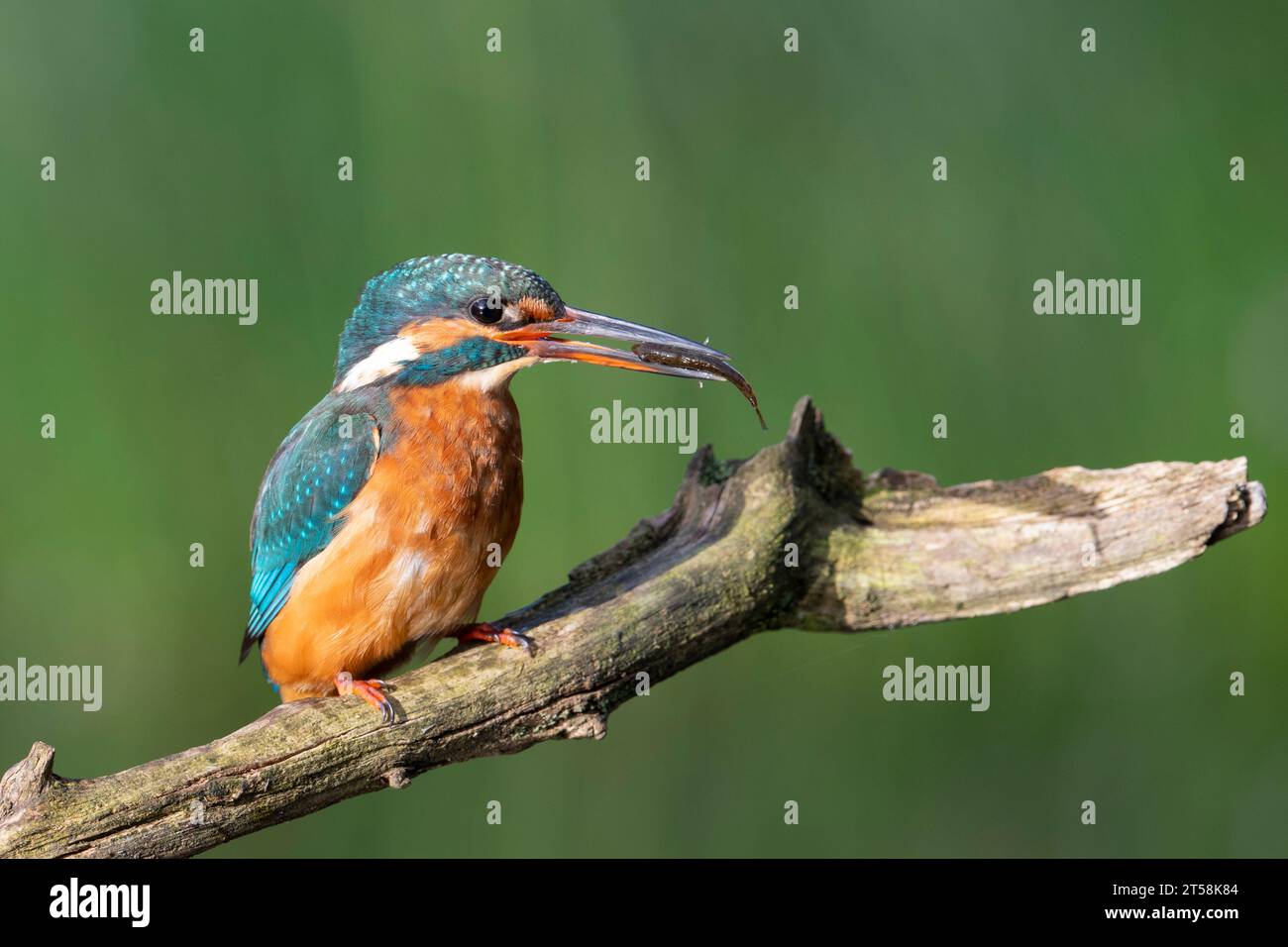 Female Kingfisher (Alcedo athis) sat on a perch with a fish, in the sun, Yorkshire,England. Stock Photo