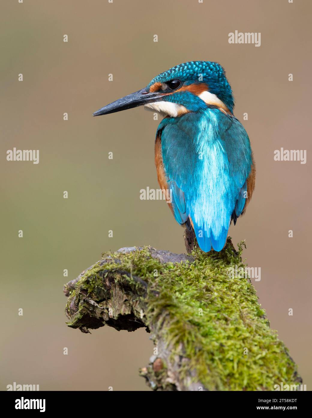 Male European Kingfisher (Alcedo athis) sat on a perch in the sun, Yorkshire,England. Stock Photo