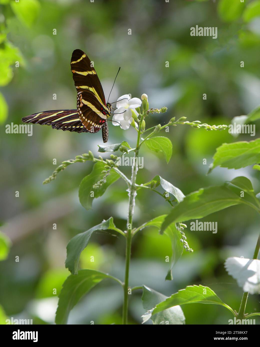Zebra longwing mythology hi-res stock photography and images - Alamy